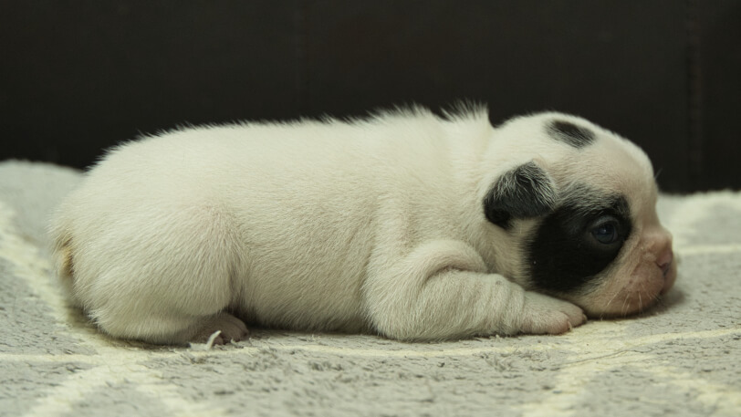 フレンチブルドッグ子犬の写真No.202403052右側面4月2日現在