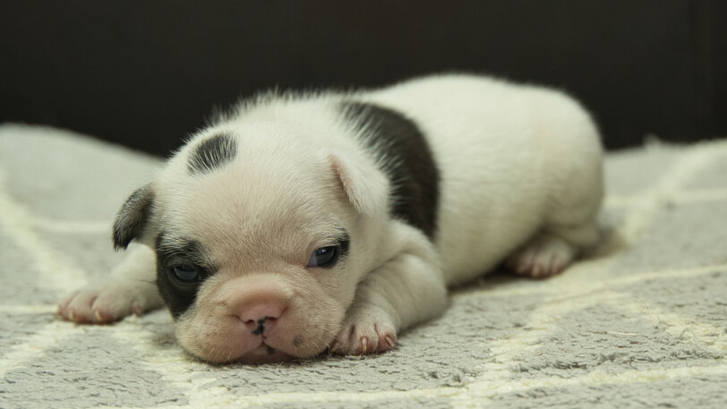 フレンチブルドッグ子犬の写真No.202403052-4　4月2日現在