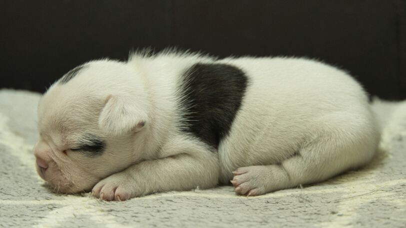 フレンチブルドッグ子犬の写真No.202403052左側面4月2日現在