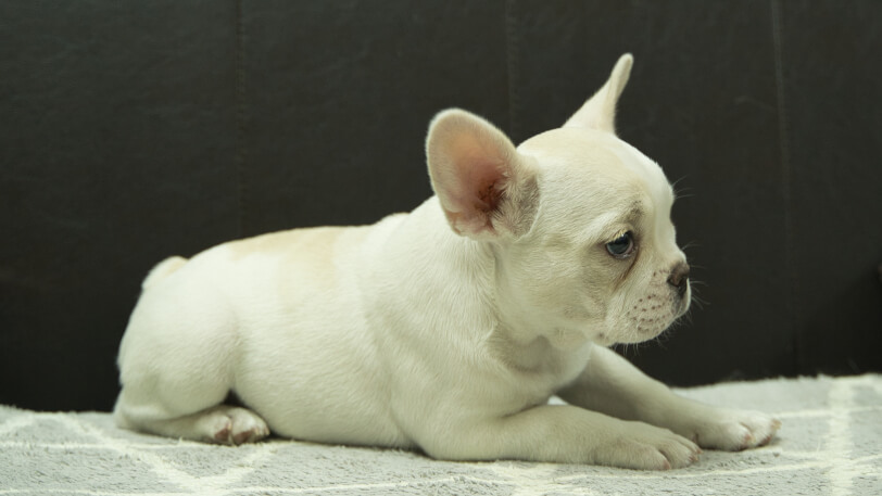 フレンチブルドッグ子犬の写真No.202401151右側面4月8日現在