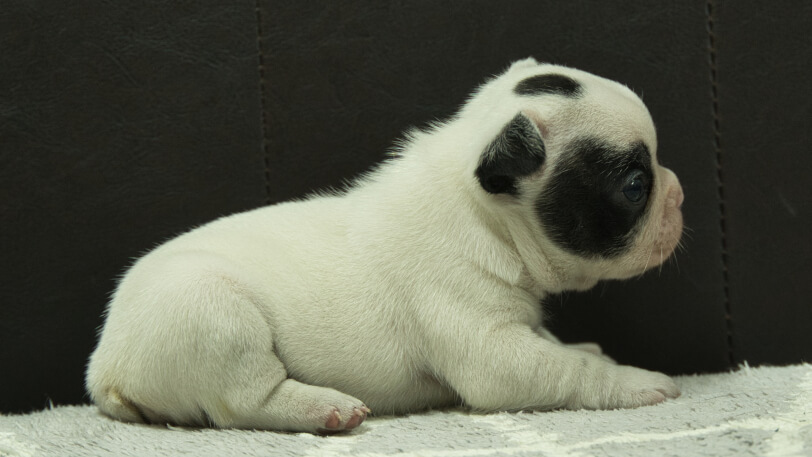 フレンチブルドッグ子犬の写真No.202403052右側面4月8日現在