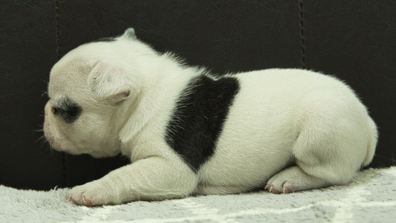 フレンチブルドッグ子犬の写真No.202403052左側面4月8日現在