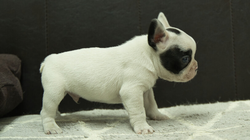 フレンチブルドッグ子犬の写真No.202403052右側面4月16日現在