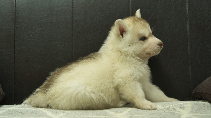 シベリアンハスキー子犬の写真No.202402241右側面4月6日現在