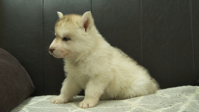 シベリアンハスキー子犬の写真No.202402241-4　4月6日現在
