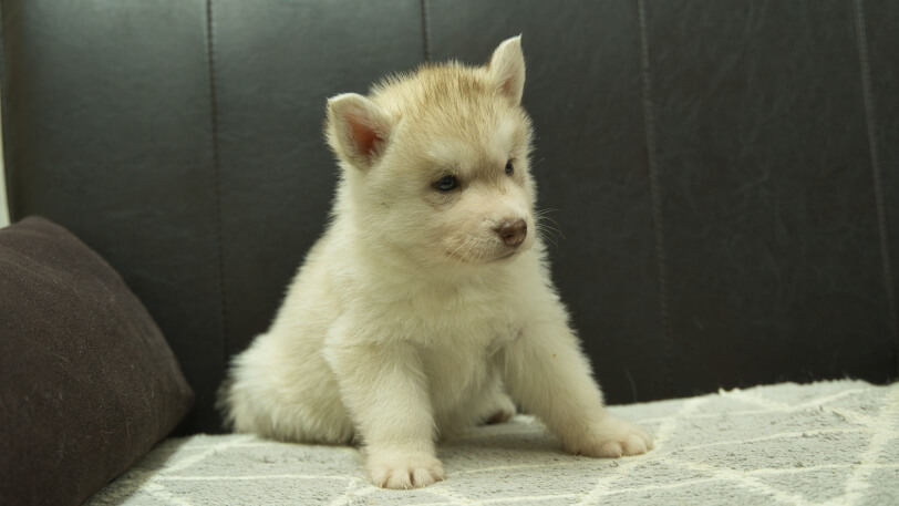 シベリアンハスキー子犬の写真No.202402241-5　4月6日現在