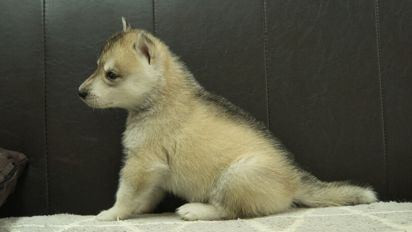 シベリアンハスキー子犬の写真No.202402282左側面4月6日現在
