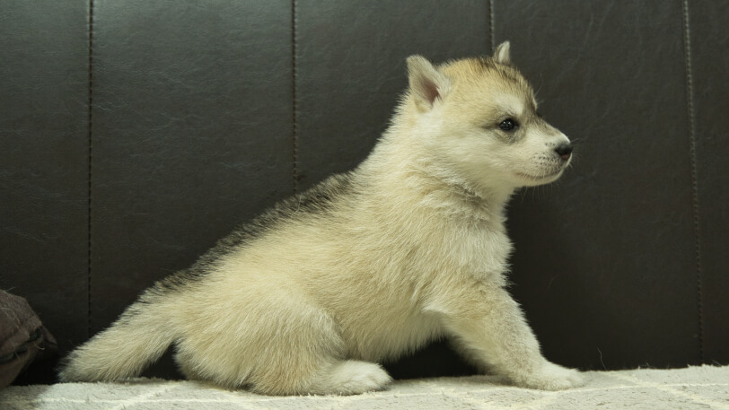 シベリアンハスキー子犬の写真No.202402283右側面4月6日現在