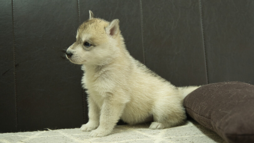 シベリアンハスキー子犬の写真No.202402283-4　4月6日現在