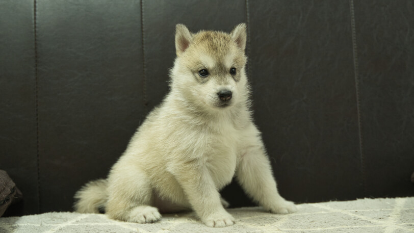 シベリアンハスキー子犬の写真No.202402283-5　4月6日現在