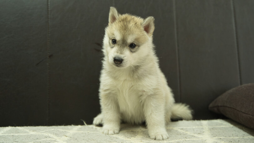 シベリアンハスキー子犬の写真No.202402283正面4月6日現在