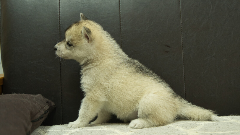 シベリアンハスキー子犬の写真No.202402283左側面4月6日現在