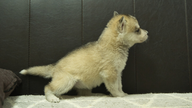 シベリアンハスキー子犬の写真No.202402284右側面4月6日現在