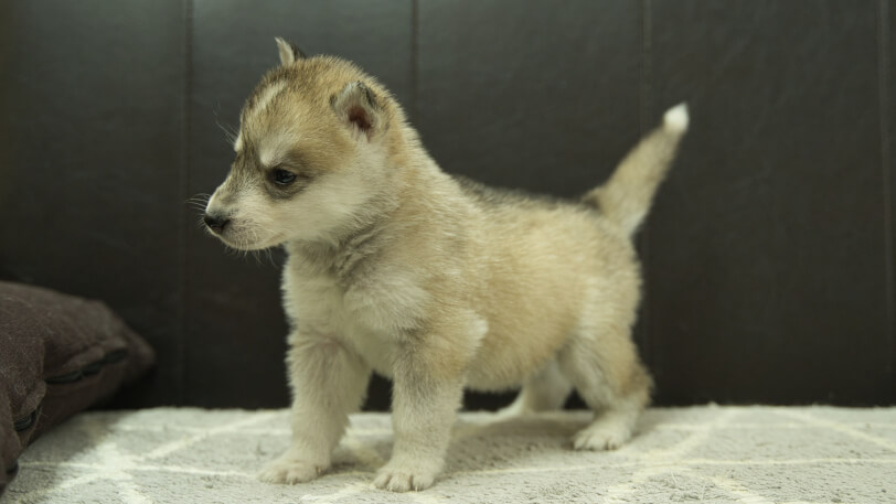 シベリアンハスキー子犬の写真No.202402284-4　4月6日現在