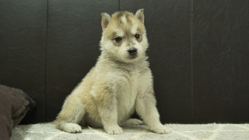 シベリアンハスキー子犬の写真No.202402284-5　4月6日現在