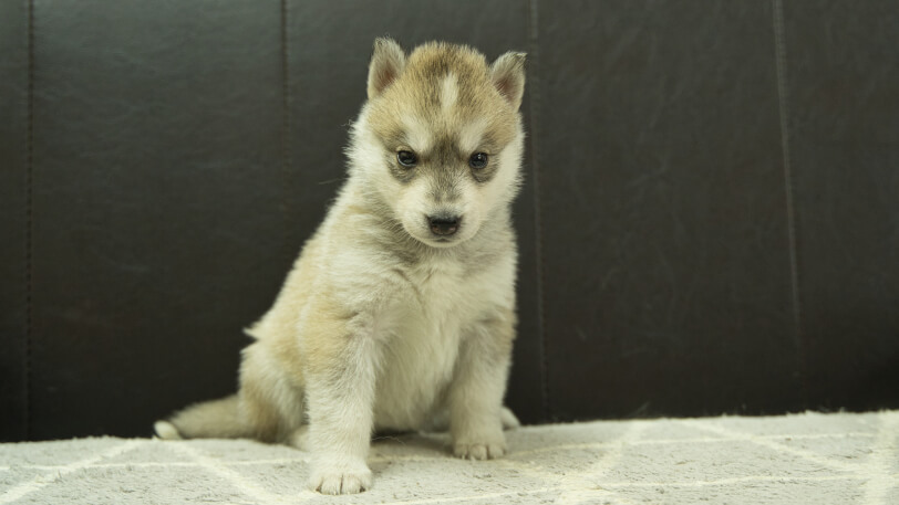 シベリアンハスキー子犬の写真No.202402284正面4月6日現在