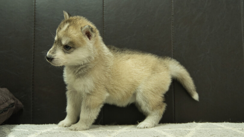 シベリアンハスキー子犬の写真No.202402284左側面4月6日現在