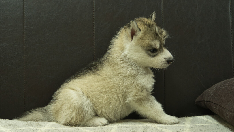 シベリアンハスキー子犬の写真No.202402285右側面4月6日現在
