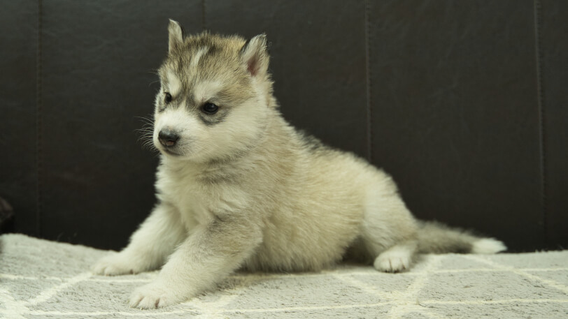 シベリアンハスキー子犬の写真No.202402285-4　4月6日現在