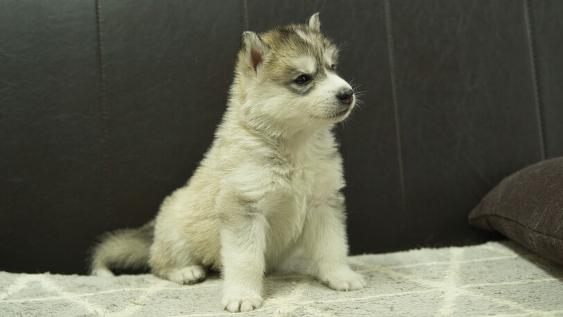 シベリアンハスキー子犬の写真No.202402285-5　4月6日現在