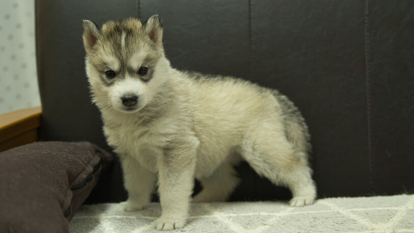 シベリアンハスキー子犬の写真No.202402285正面4月6日現在