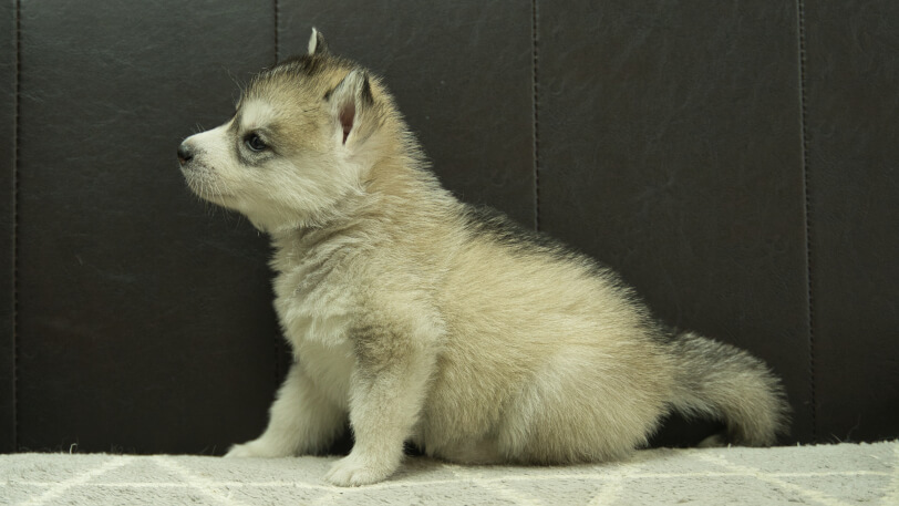 シベリアンハスキー子犬の写真No.202402285左側面4月6日現在