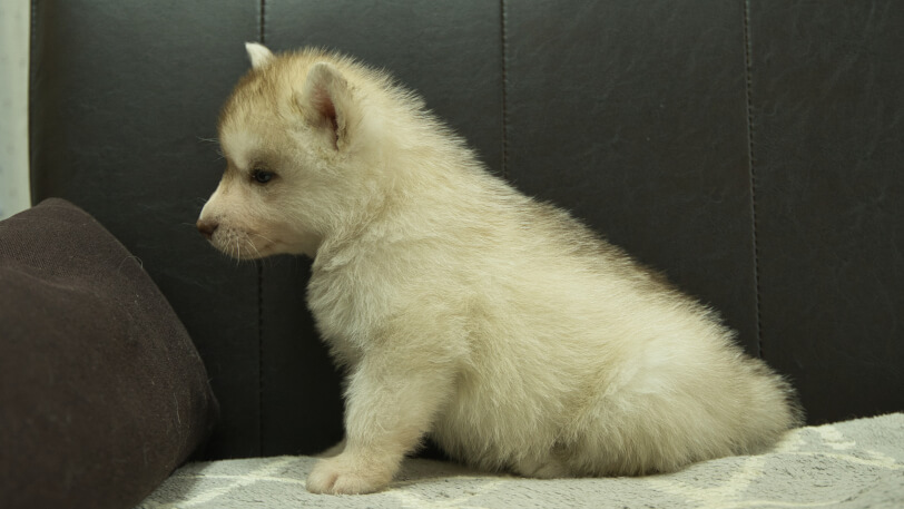 シベリアンハスキー子犬の写真No.202402241左側面4月6日現在