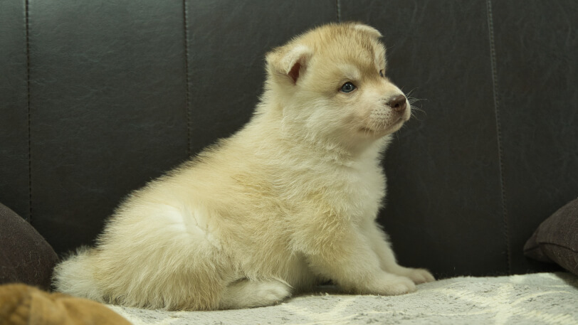 シベリアンハスキー子犬の写真No.202402242右側面4月6日現在