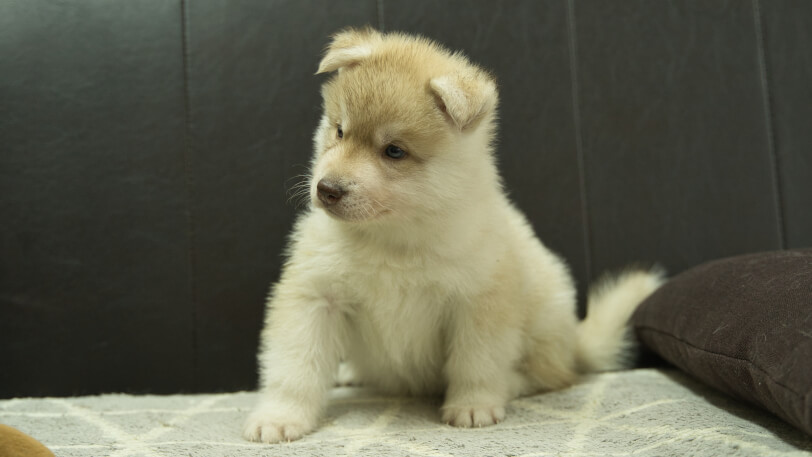 シベリアンハスキー子犬の写真No.202402242-4　4月6日現在