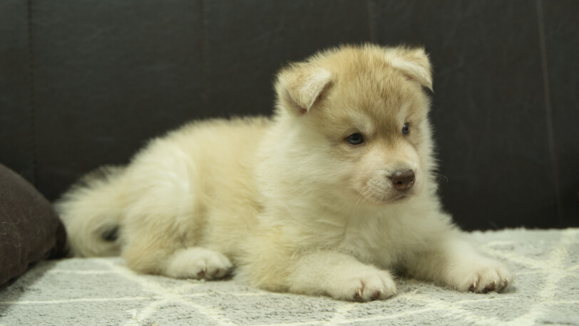 シベリアンハスキー子犬の写真No.202402242-5　4月6日現在