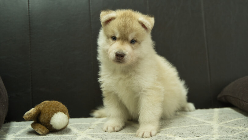 シベリアンハスキー子犬の写真No.202402242正面4月6日現在