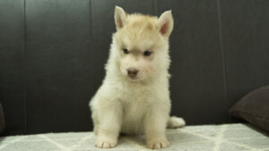 シベリアンハスキー子犬の写真No.202402241正面4月6日現在