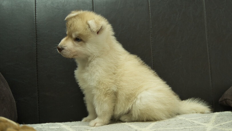 シベリアンハスキー子犬の写真No.202402242左側面4月6日現在