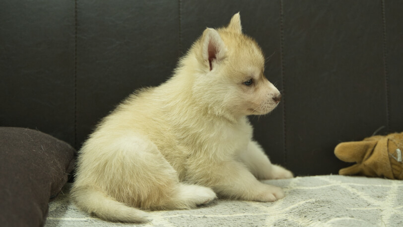 シベリアンハスキー子犬の写真No.202402244右側面3月30日現在