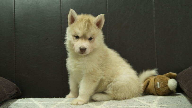 シベリアンハスキー子犬の写真No.202402244-4　3月30日現在