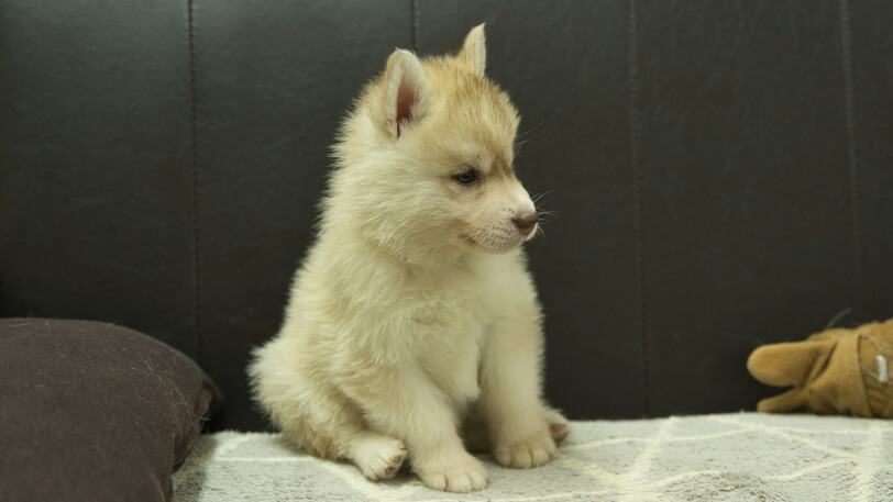 シベリアンハスキー子犬の写真No.202402244-5　3月30日現在