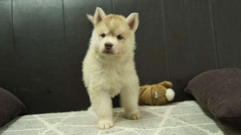 シベリアンハスキー子犬の写真No.202402244正面4月6日現在