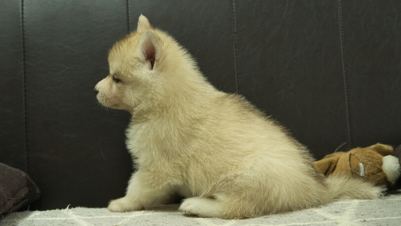 シベリアンハスキー子犬の写真No.202402244左側面3月30日現在