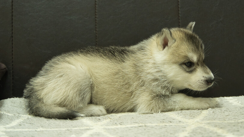 シベリアンハスキー子犬の写真No.202402281右側面4月6日現在