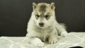 シベリアンハスキー子犬の写真No.202402281正面4月6日現在