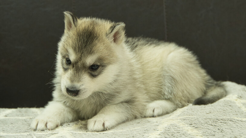 シベリアンハスキー子犬の写真No.202402281-4　4月6日現在
