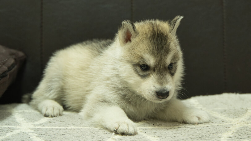 シベリアンハスキー子犬の写真No.202402281-5　4月6日現在