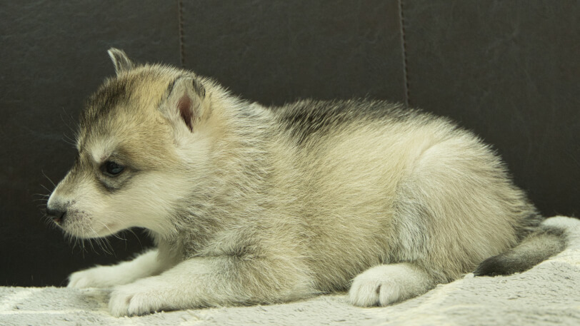 シベリアンハスキー子犬の写真No.202402281左側面4月6日現在