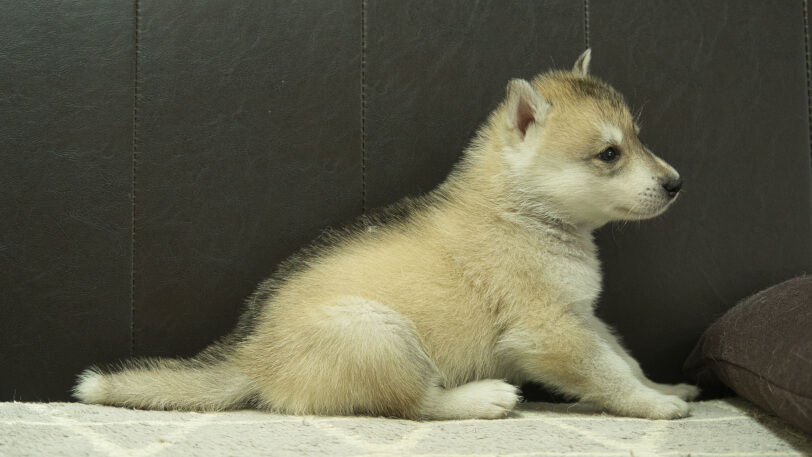 シベリアンハスキー子犬の写真No.202402282右側面4月6日現在