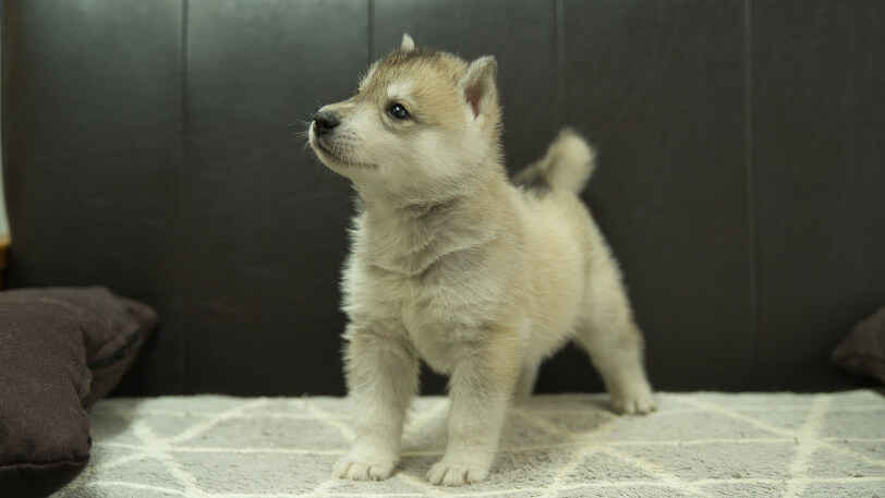 シベリアンハスキー子犬の写真No.202402282-4　4月6日現在