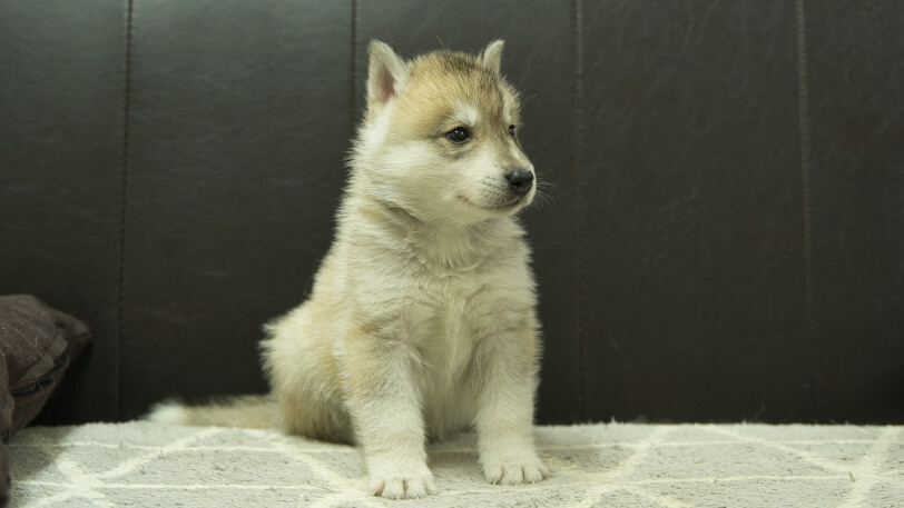 シベリアンハスキー子犬の写真No.202402282-5　4月6日現在
