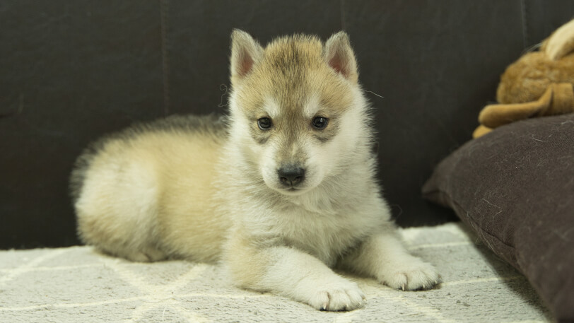 シベリアンハスキー子犬の写真No.202402282正面4月6日現在