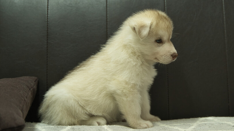 シベリアンハスキー子犬の写真No.202402241右側面4月12日現在