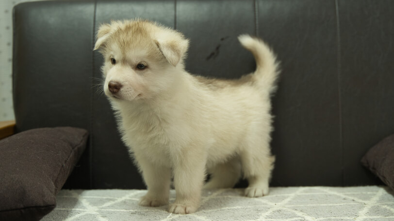 シベリアンハスキー子犬の写真No.202402241-4　4月12日現在