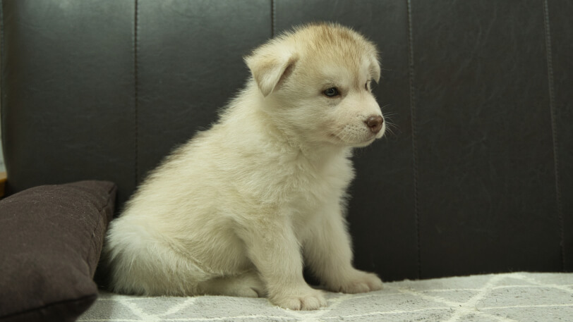シベリアンハスキー子犬の写真No.202402241-5　4月12日現在